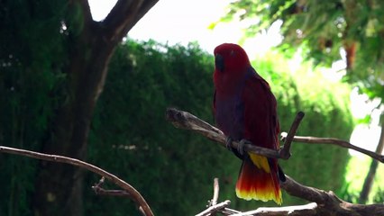 Love birds funny birds videos cute of animals #shorts