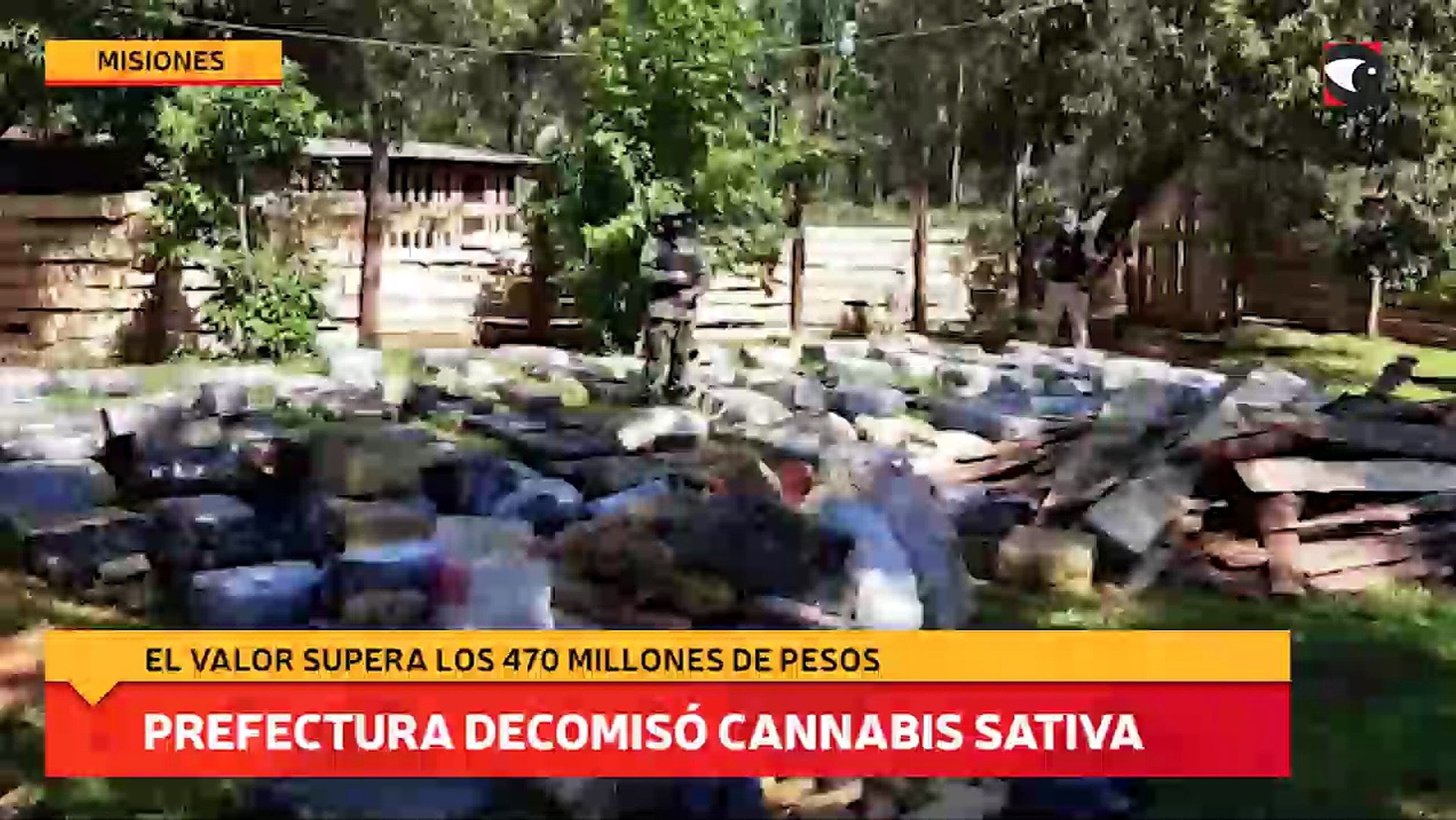 ⁣Prefectura decomisó cannabis sativa