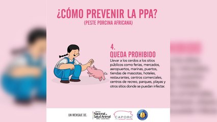 ext-¿Tiene un minipig- Evite que se enferme de la Peste Porcina Africana-041021