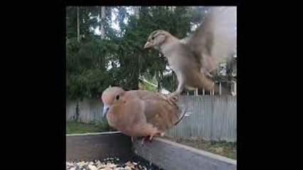 Bird Intentionally Lands on Another Bird Repeatedly