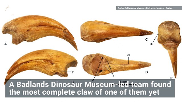 This Crazy Looking Dinosaur Had Claw Hands and Looked Like Captain Hook