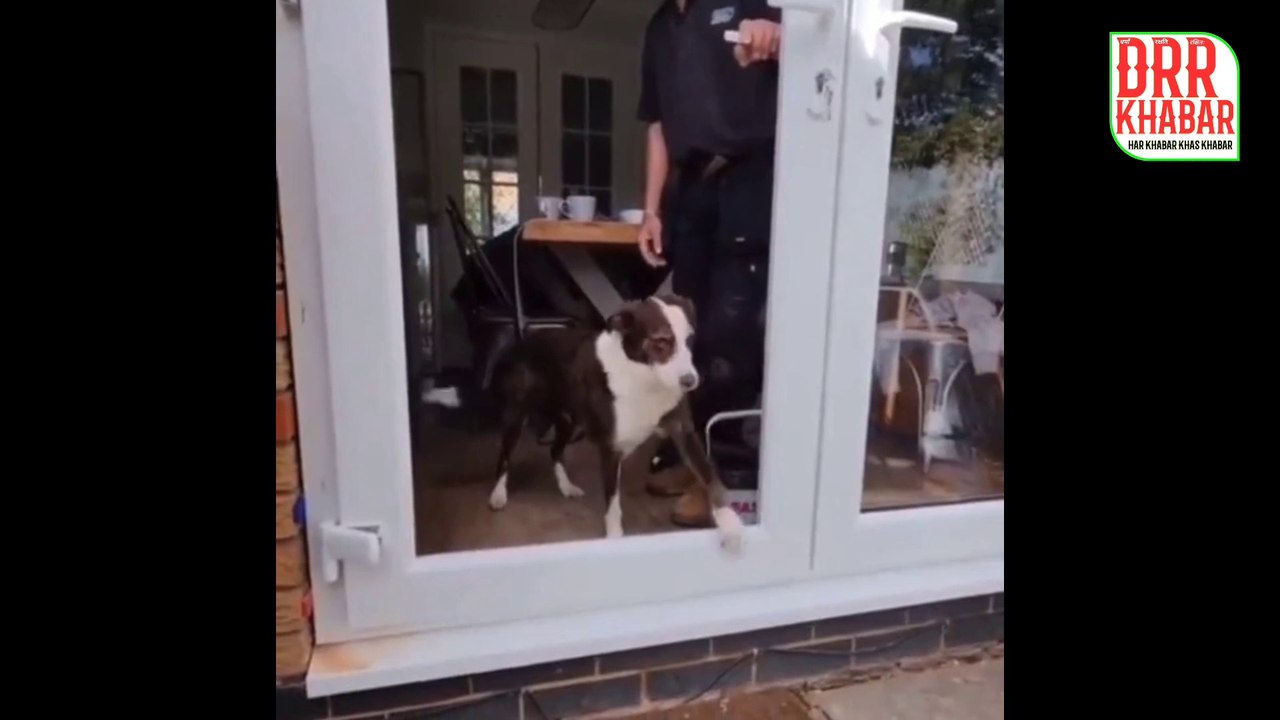 Anand Mahindra । Mahindra । dog funny videos । dog funny videos tik tok । dog funny comedy । dog funny stand up comedy । dog door training । dog door funny । dog screen door funny ।