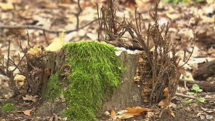 The Indian forester saving German trees