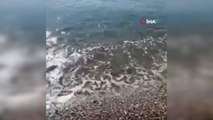 Antalya'da balık tutan bir kişinin oltasına vatoz balığı takıldı