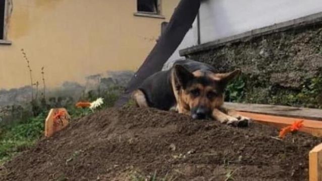 İşte saf sevgi! Köpek, ölen sahibinin mezarının başından 6 gündür ayrılmıyor
