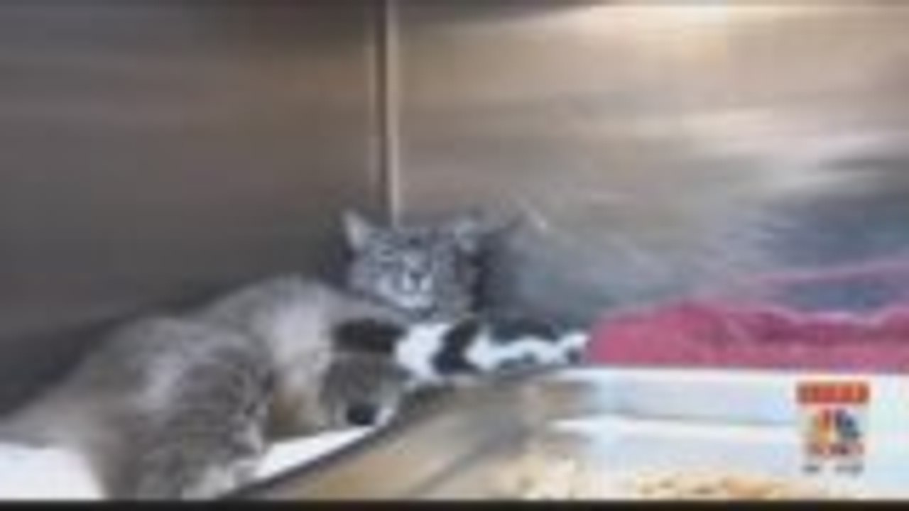 Feral Cat Population Increase In Palm Springs Neighborhood Prompts Health Concerns