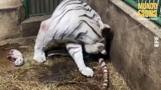 Nacen tres tigres blancos en un zoológico pero tuvieron que se alimentados con leche de cabra (MF)