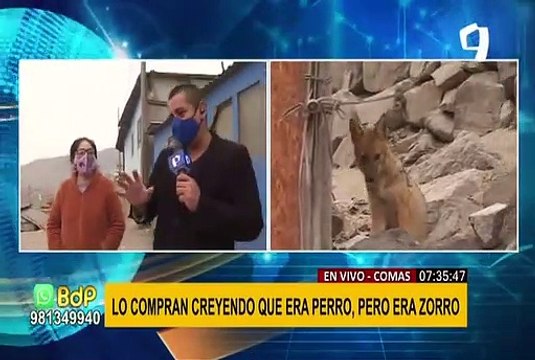 Comas: zorro se come a cuyes, patos y gallinas de vecinos