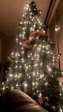 Cat Attempts to Climb Christmas Tree