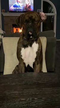 Boxer Falls Asleep While Sitting Upright