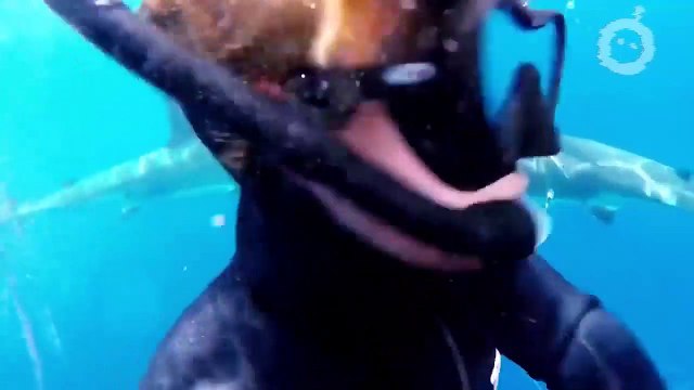 UNE PLONGÉE AVEC DES REQUINS QUI TOURNE MAL