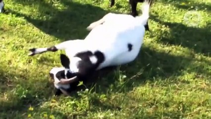 Des Animaux De Compagnie Vraiment Dramatiques Qui Vous Feront Rire