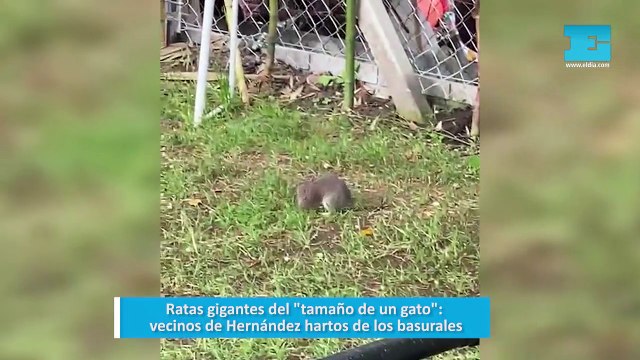 Ratas gigantes del tamaño de un gato : vecinos de Hernández hartos de los basurales