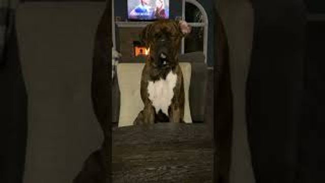 Boxer Falls Asleep While Sitting Upright