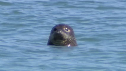 "안녕하세요? 가로림만을 지키는 점박이물범입니다" / YTN