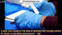 A gene that doubles the risk of respiratory failure caused by COVID-19 has been identified by  - 1br