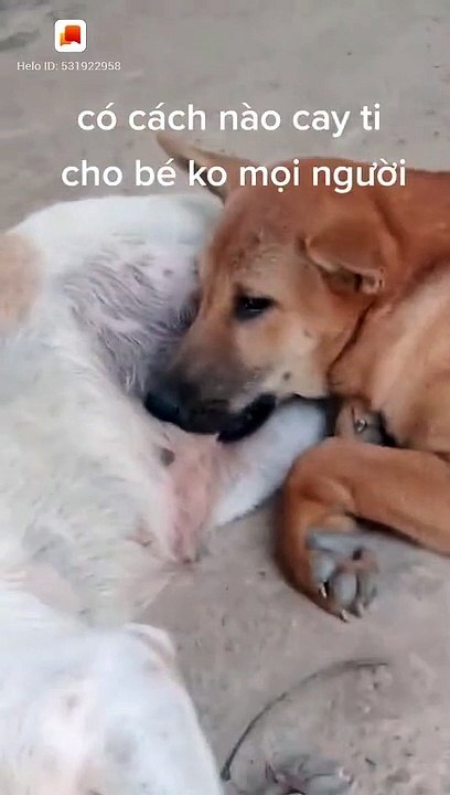 Im nào