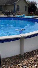 Dog Has Interesting Way of Getting Out of Pool