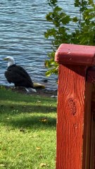 Bald Eagle Pulls Massive Carp onto the Shore