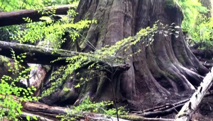 "حرب غابات" في غرب كندا لإنقاذ الأشجار القديمة