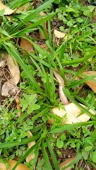 Moradora de Umuarama flagra cobra e araçari-castanho no Lago Aratimbó - cobra