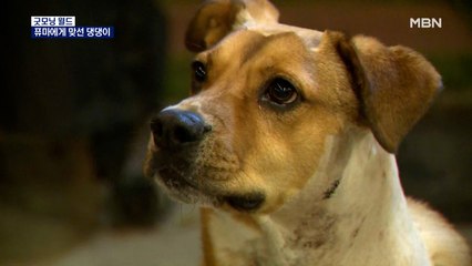 [굿모닝월드] 퓨마에게 맞선 댕댕이