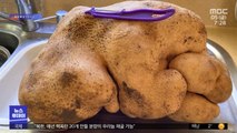[이슈톡] '감자튀김 몇 인분?' 무게 8kg짜리 초대형 감자