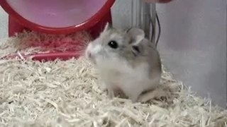 Humour hamster