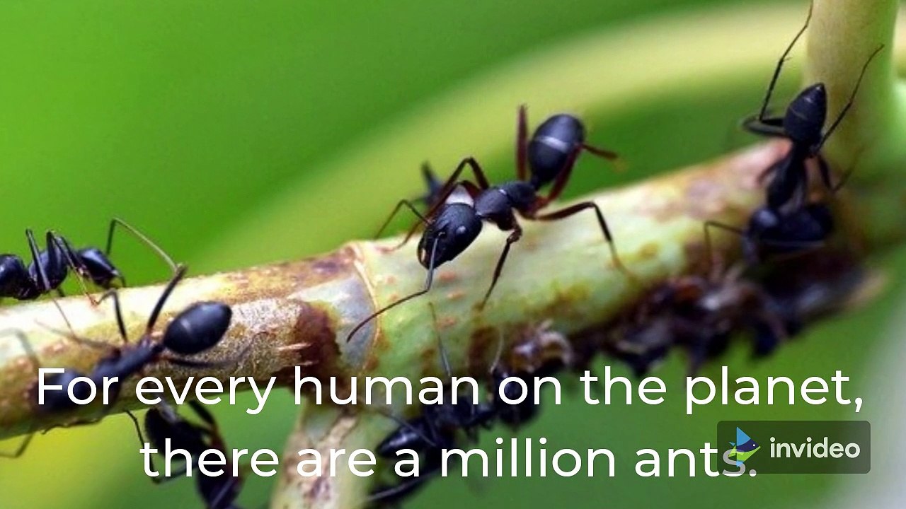 Amazing Animal Facts