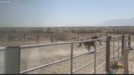 Coachella Valley Horse Rescue