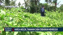 Harga Cabai Anjlok, Petani Biarkan Tanaman Cabainya Membusuk