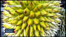 Berkah Pedagang Durian, Omzet Jutaan Rupiah