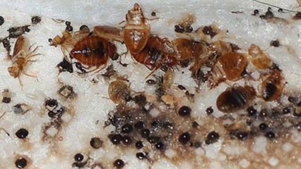 Khatmal bhagane ka tarika/ khatmal bhagane ka upay!/ how to rind khatmal from home