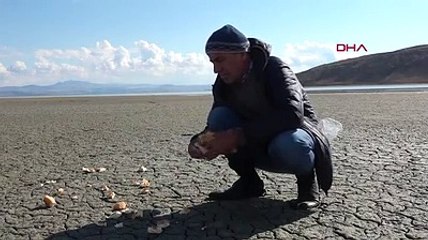 Türkiye'nin cennetiydi... Balıklar gitti, köpekler geldi...