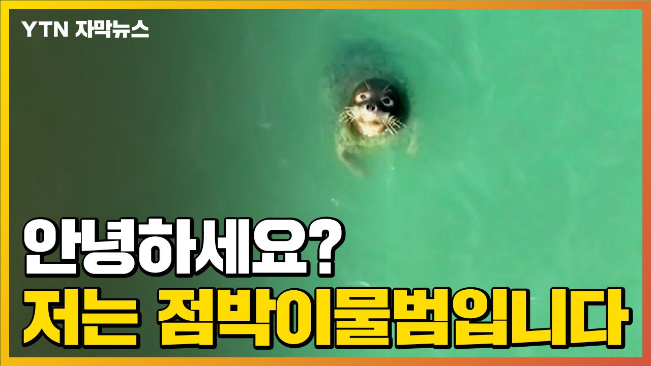 [자막뉴스] 멸종 위기 천연기념물 '점박이물범'을 소개합니다 / YTN