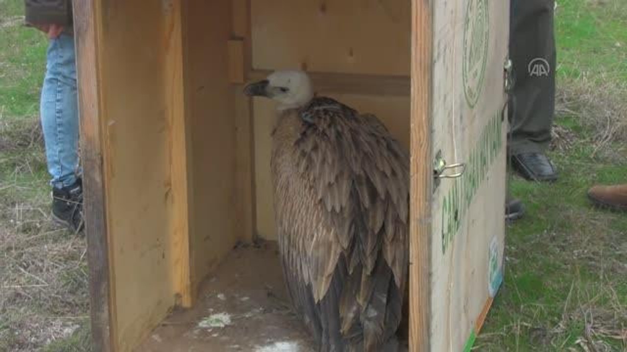 BALIKESİR - Tedavisi tamamlanan kızıl akbaba göçüne kaldığı yerden devam edecek