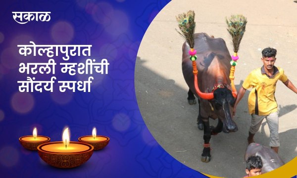 ;Kolhapur कोल्हापुरात भरली म्हशींची सौंदर्य स्पर्धा ;पाहा व्हिडीओ