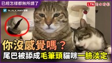 「這樣都沒感覺嗎？」尾巴被咬成毛筆頭　貓咪不為所動超淡定