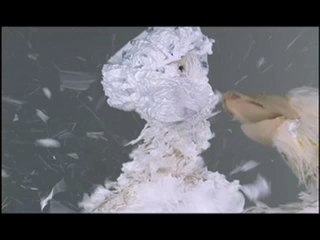 Foster Farms: Transformation