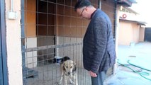 Alaşehir Belediyesinden sokak hayvanları için 'Haybulans' hizmeti