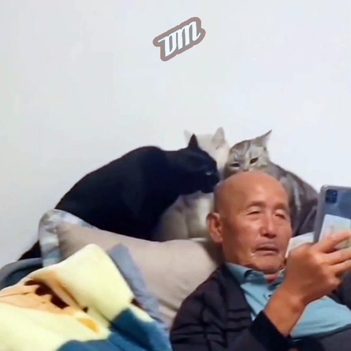 Funny cat