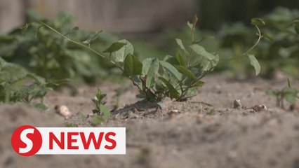 Climate change threatens Tunisia's lagoon farmers