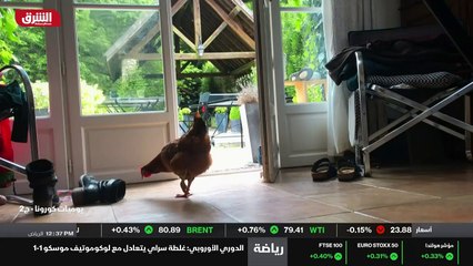 ...من يحضر المزيد من الزعتر أن يجب أن أكون ...