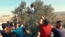 موسم قطف الزيتون بفلسطين.. رمز للتجذر والإصرار على البقاء