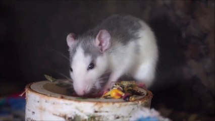 How to rind mouse from home, Chuhe bhagane ka tarika