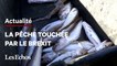 Privés de licences britanniques, les pêcheurs de Calais se désespèrent