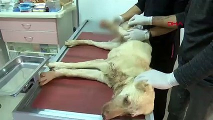 Köpeğe acımasız işkence