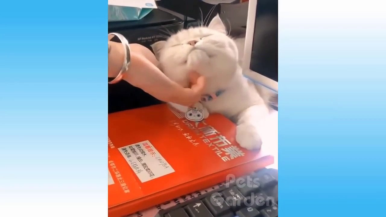 Cute Cats And Funny Dogs Videos Compilation