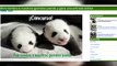 Los gemelos panda del Zoo de Madrid buscan nombre bajo consulta popular