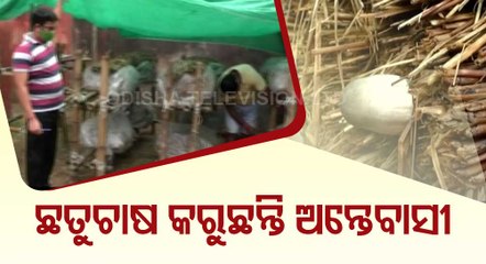 Inmates Engaged In Mushroom Farming, Phenyl Making In Jajpur Sub-Jail